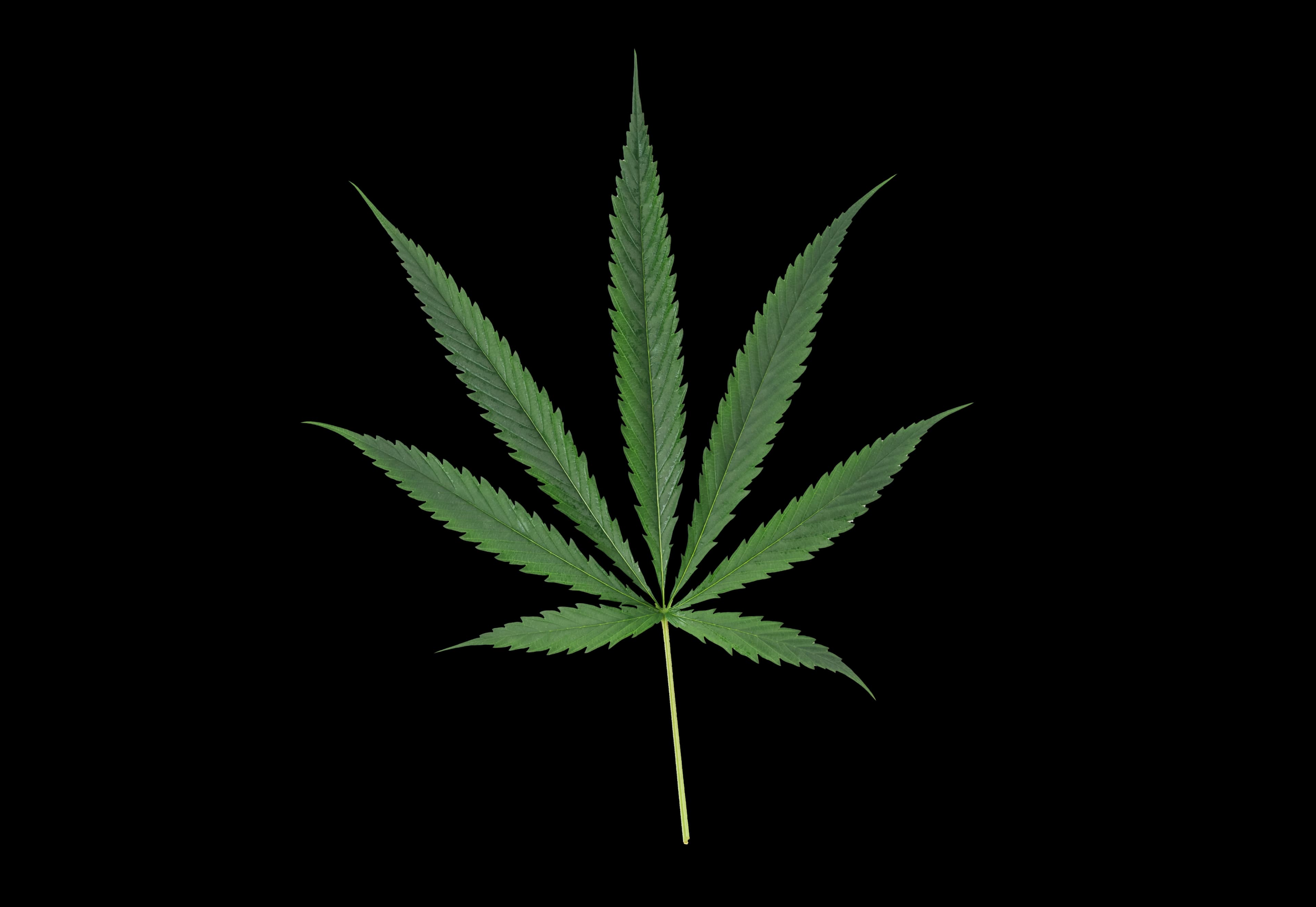 decorative cannabis leaf